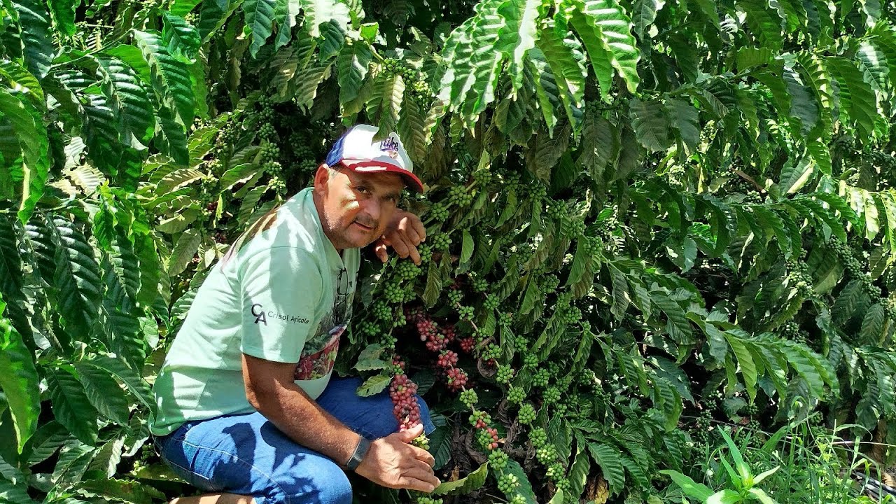 CLONE.LB15.DE RONDÔNIA EM MARILÂNDIA NA SUA PRIMEIRA COLHEITA