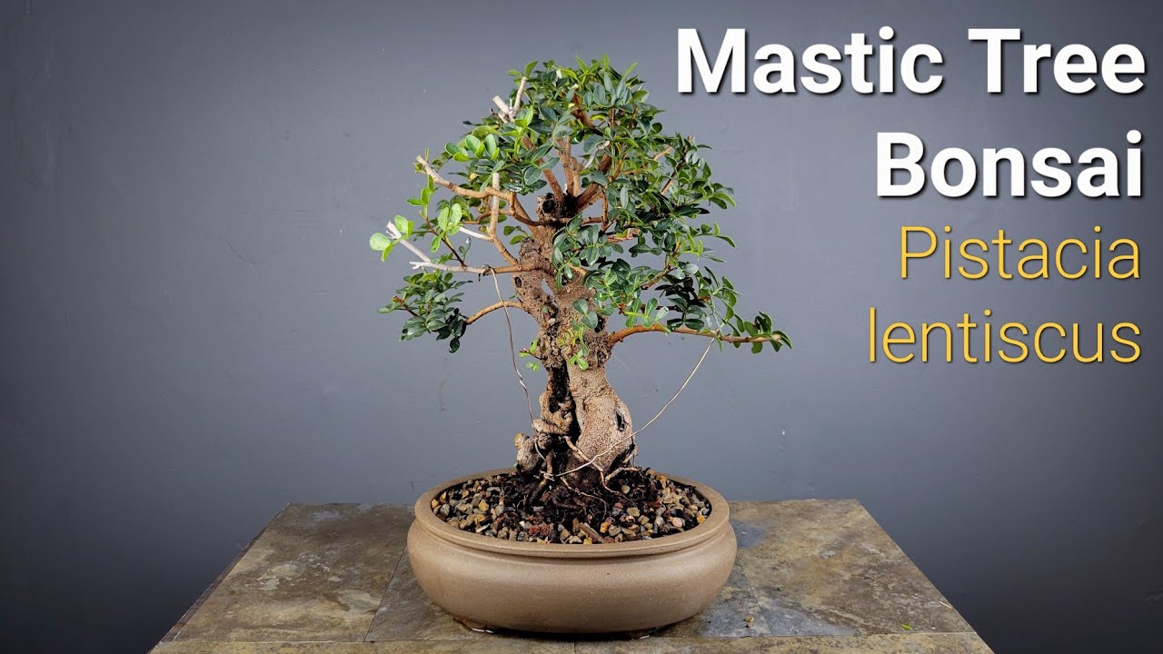 let's Work On My Mastic Tree Mediterranean Bonsai. Pistacia lentiscus #bonsai #mediterranean