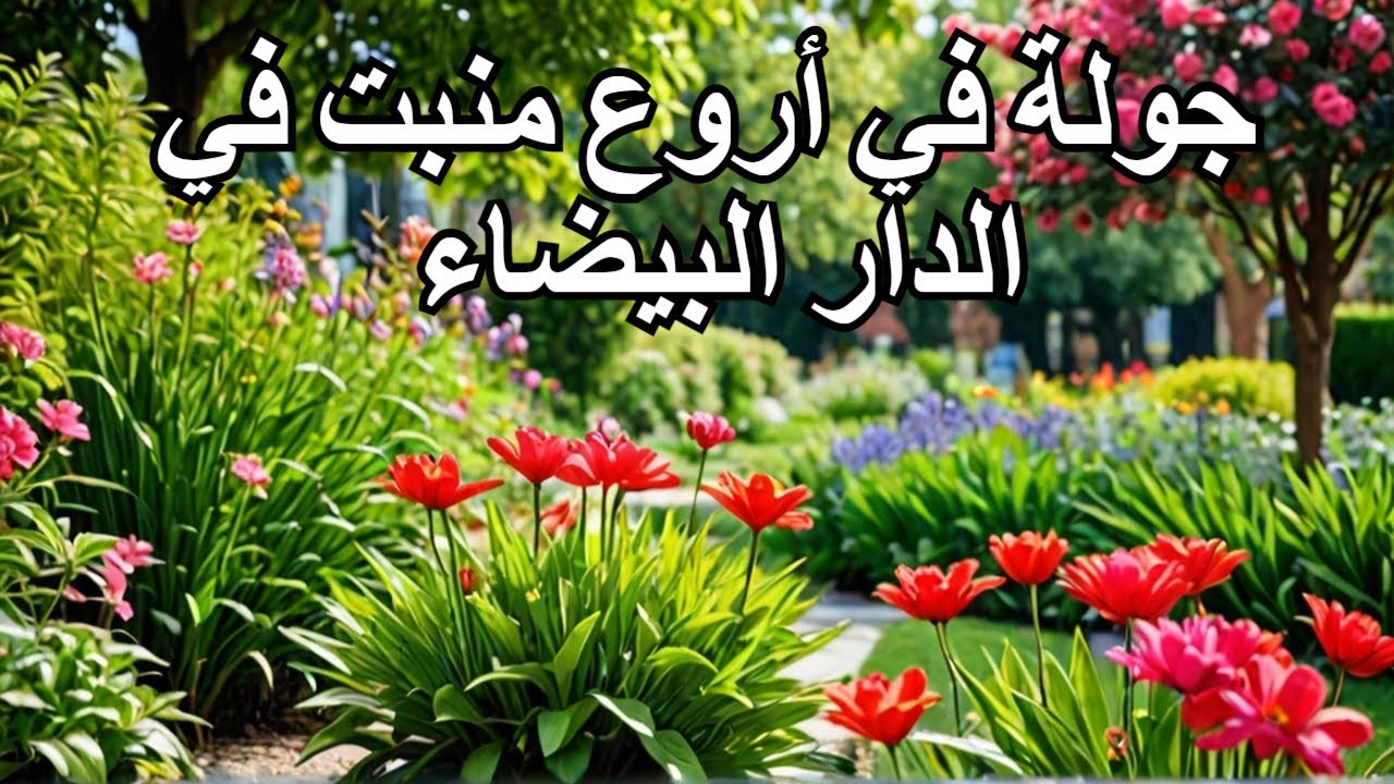 جولة في أروع منبت في الدار البيضاء #trending #viralvideo #اكسبلور