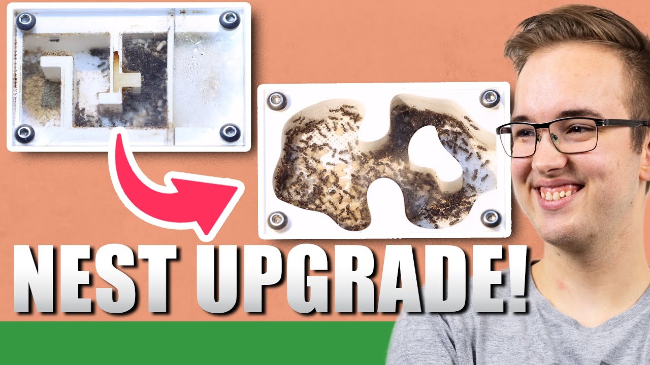 NEST UPGRADE TIME! | 2020 Lasius Niger Colony Update #1 - Ant Holleufer