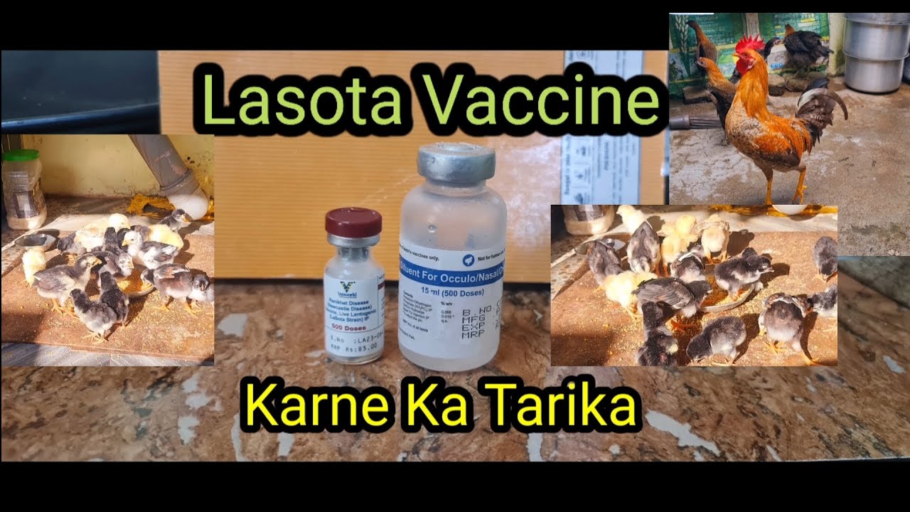 Lasota Vaccine Karne Ka Tarika