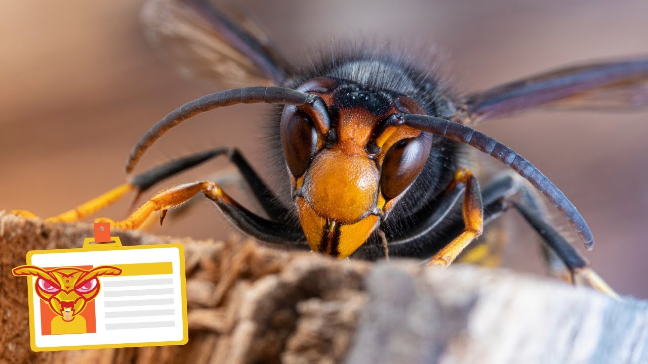 How To Identify An Asian Hornet - UK Yellow Legged Hornet ID Guide (Vespa velutina)