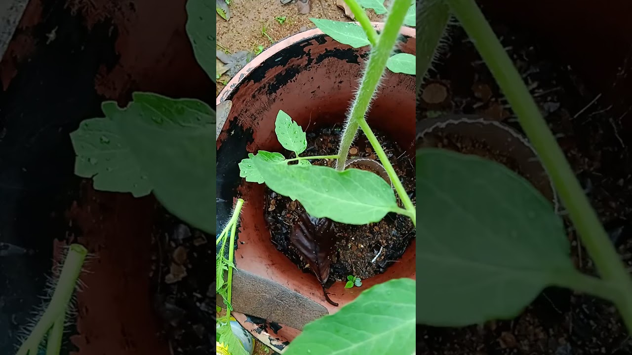 ഞാൻ ചെയ്ത തക്കാളിയിലെ വൺ ജി കട്ടിംഗ്