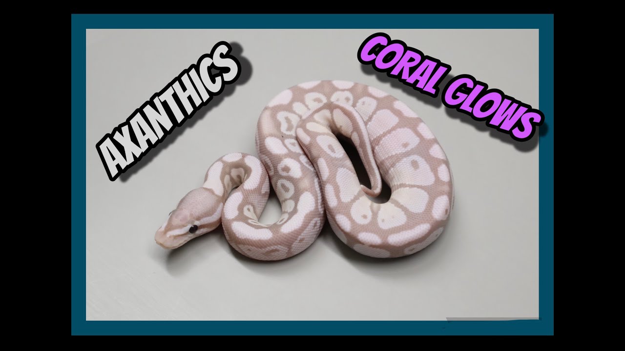Third Ball Python Clutch.