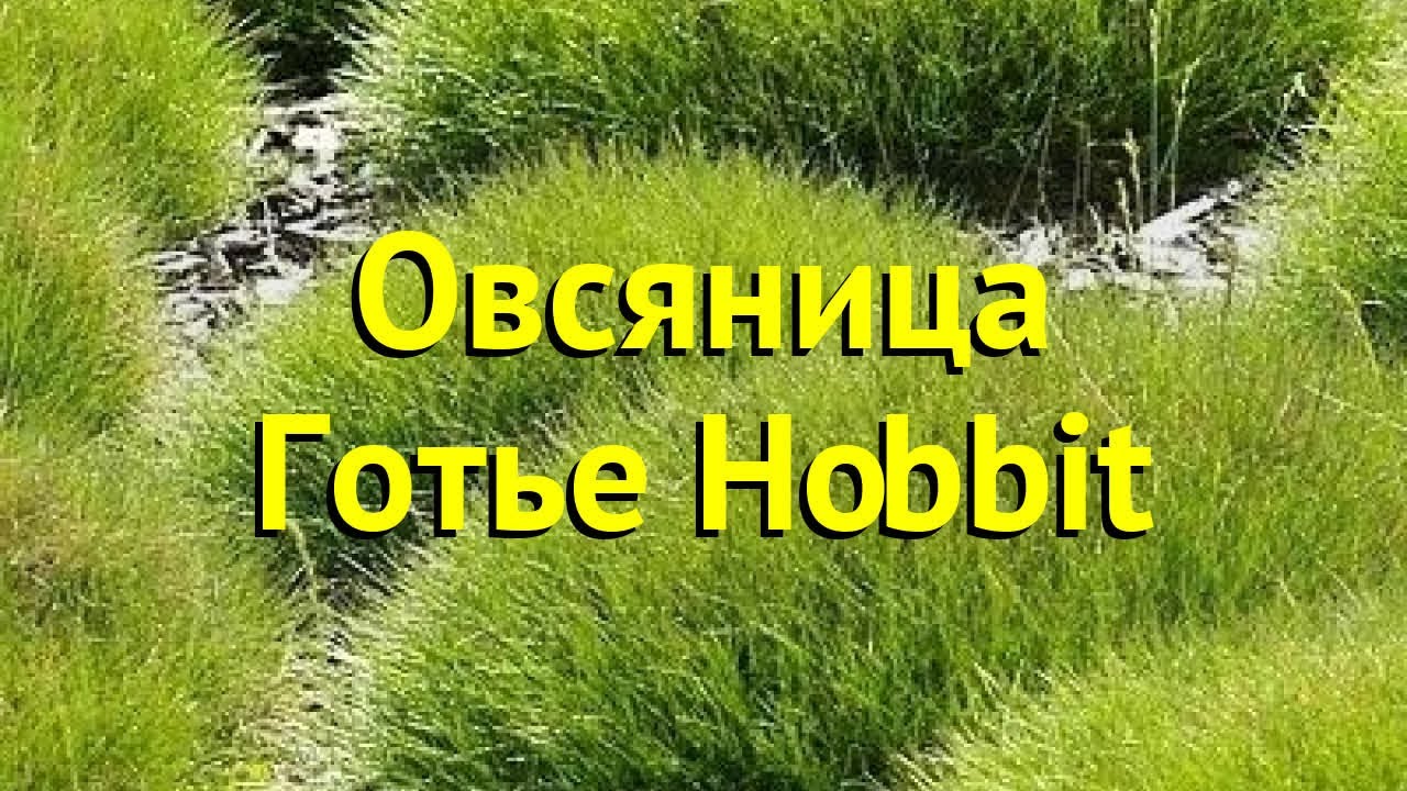 Овсяница готье Хоббит. Краткий обзор, описание характеристик festuca gautieri Hobbit