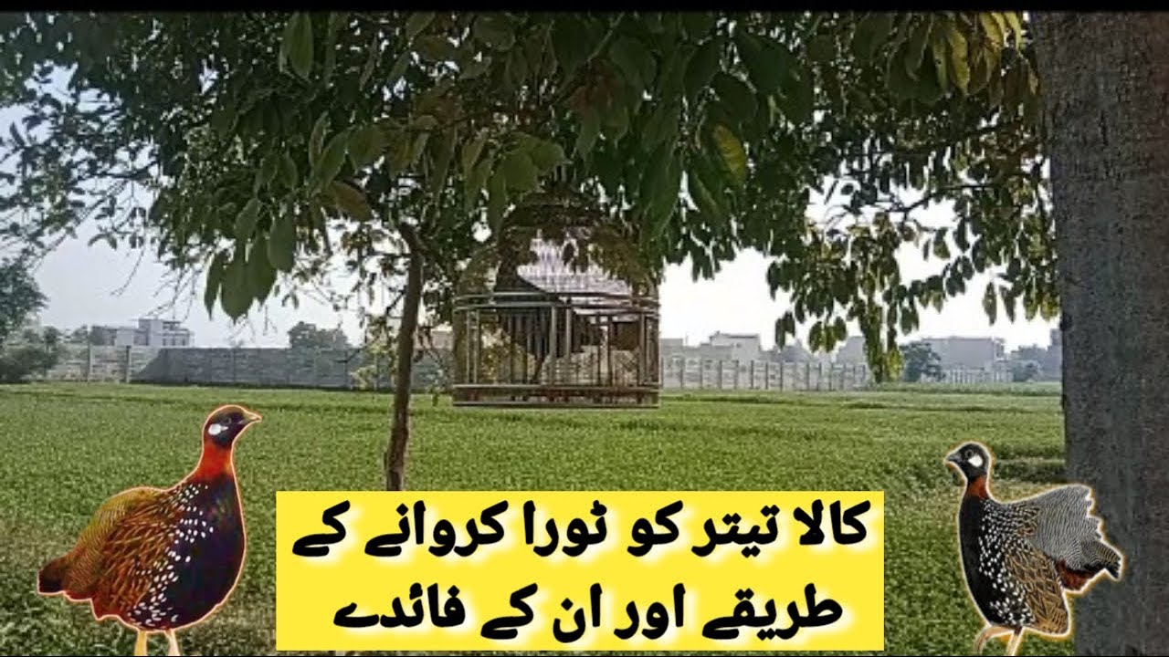 Kala Teetar ko Tora krvana ka Tarika or Unk Fieda | کالا تیترکو ٹورا کروانےکے طریقے اور ان کے فائدے