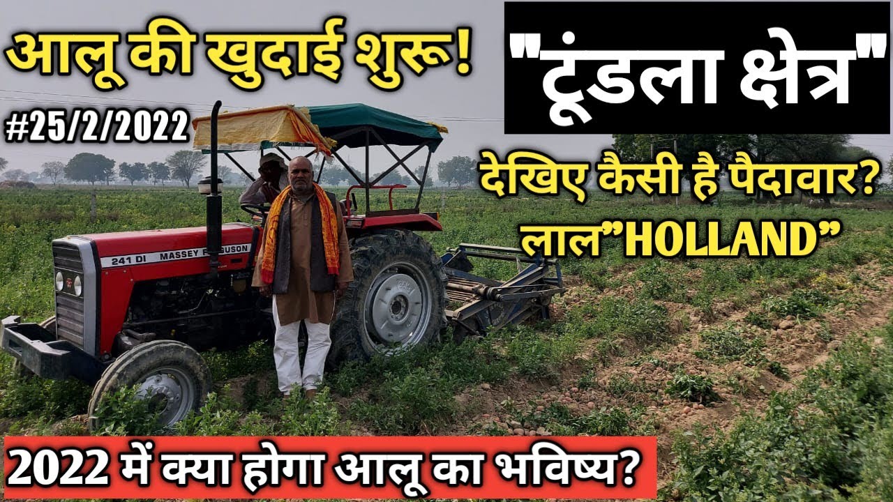 आलू की खुदाई शुरू!"टूंडला क्षेत्र" देखिए कैसी है लाल आलू(HOLLAND) की पैदावार! किसान को बहुत नुकसान!
