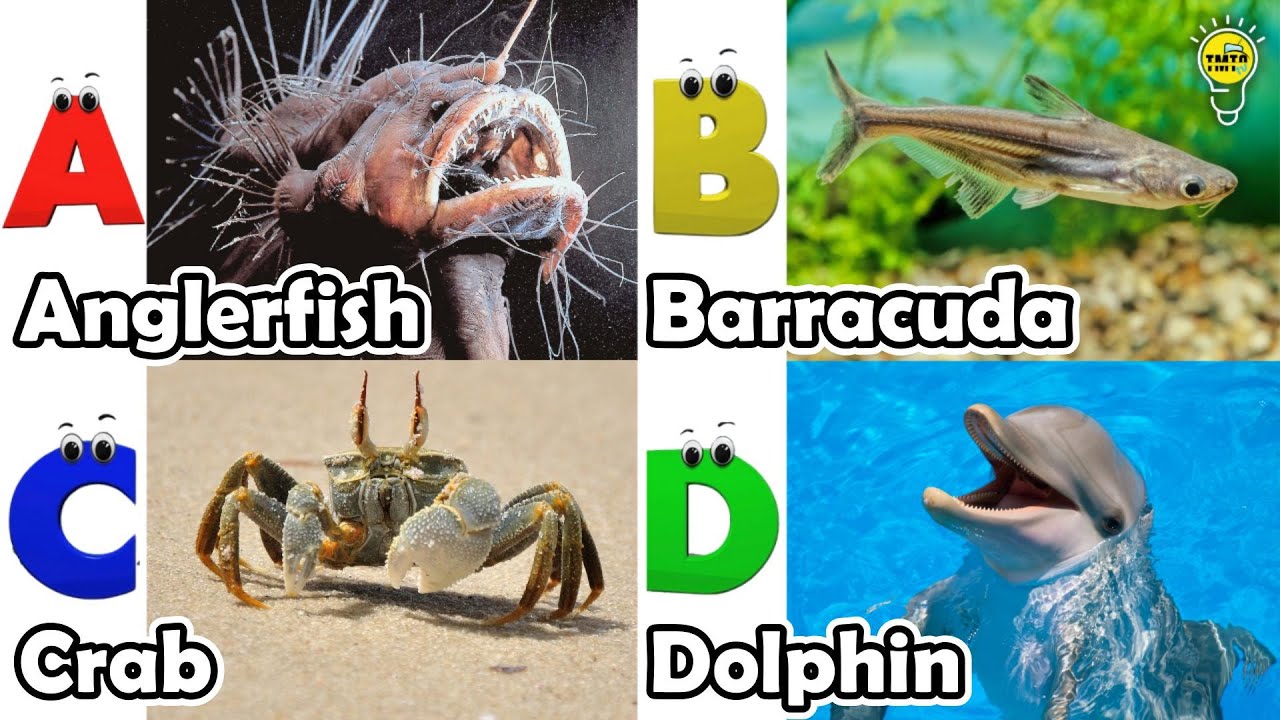 ABC Sea Animals song | Learn Alphabets | English and Animals for Kids | 