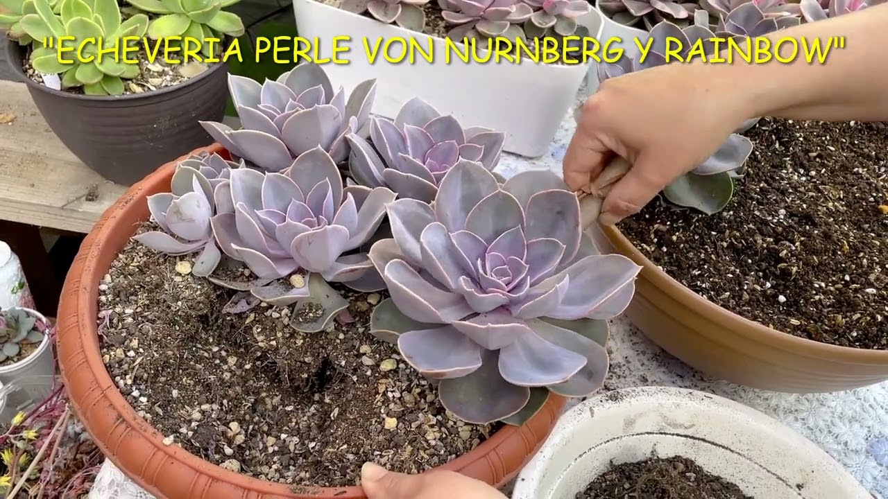 #141  ECHEVERIA PERLE VON NURNBERG Y RAINBOW