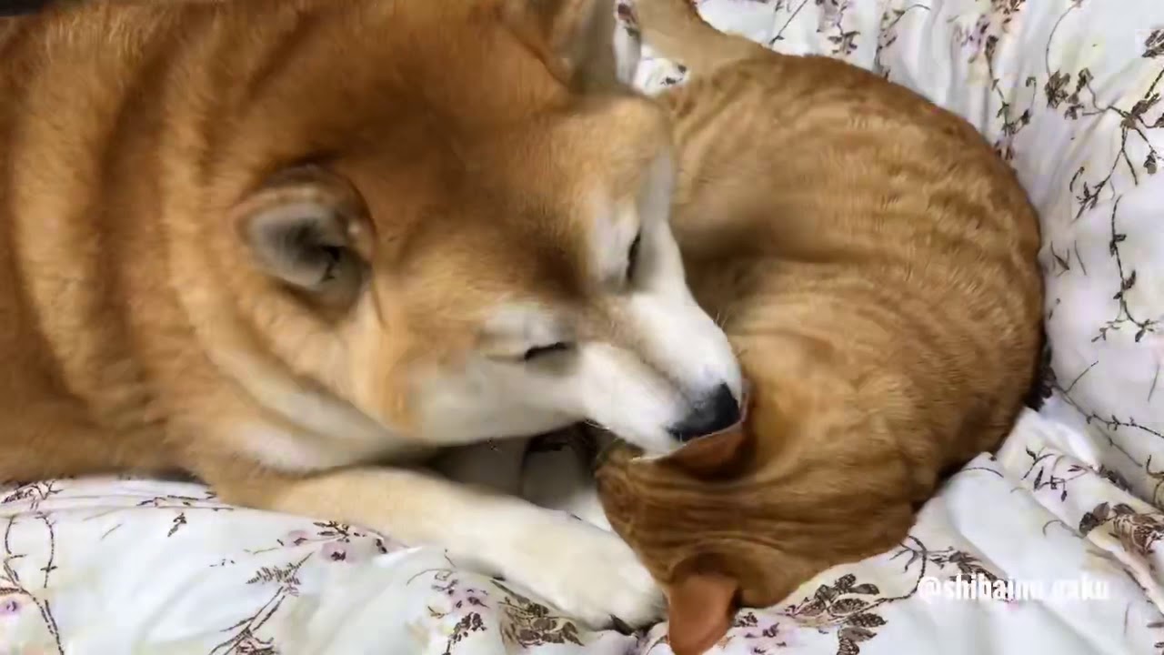 イケメン岳のイクメン奮闘記＜柴犬と茶トラの兄弟＞【岳パラダイス】