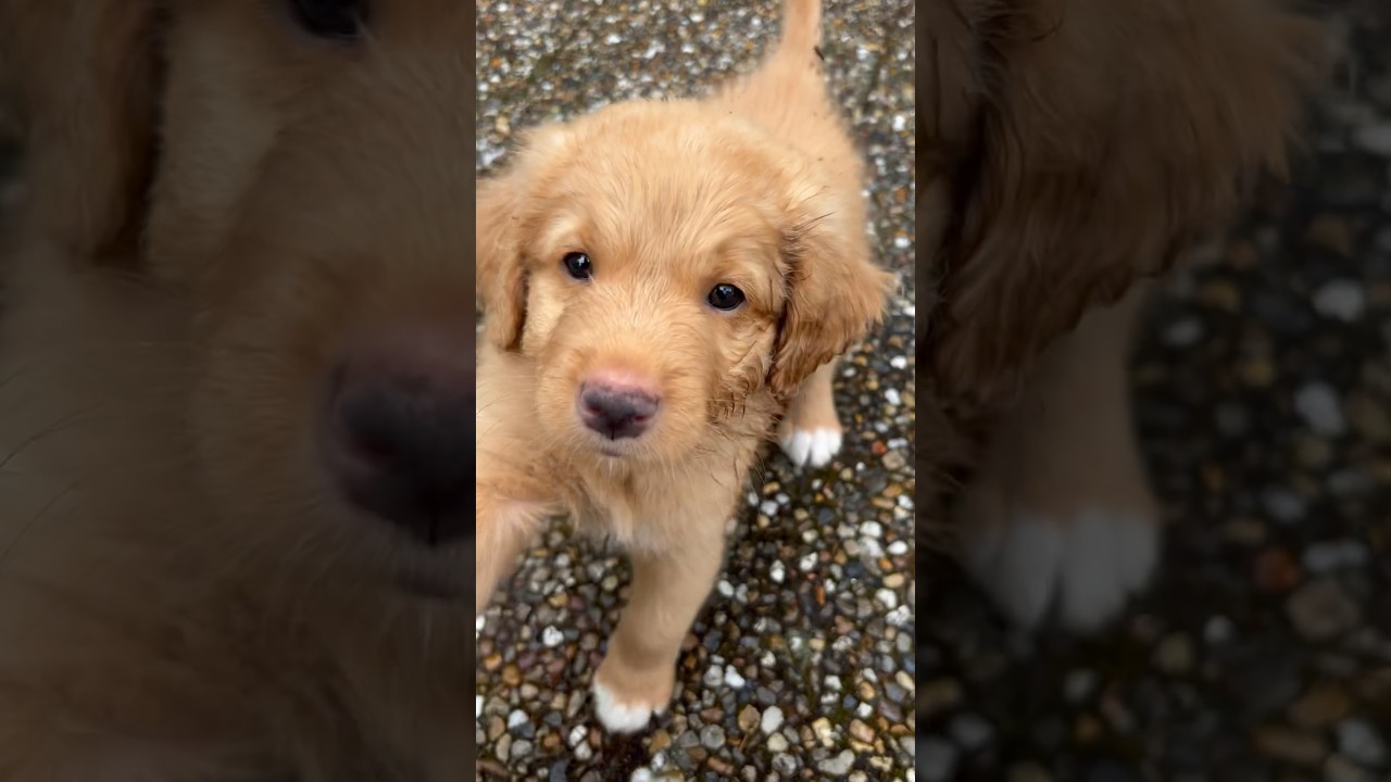 Men hjälp! Hur söta? 😭♥️ 