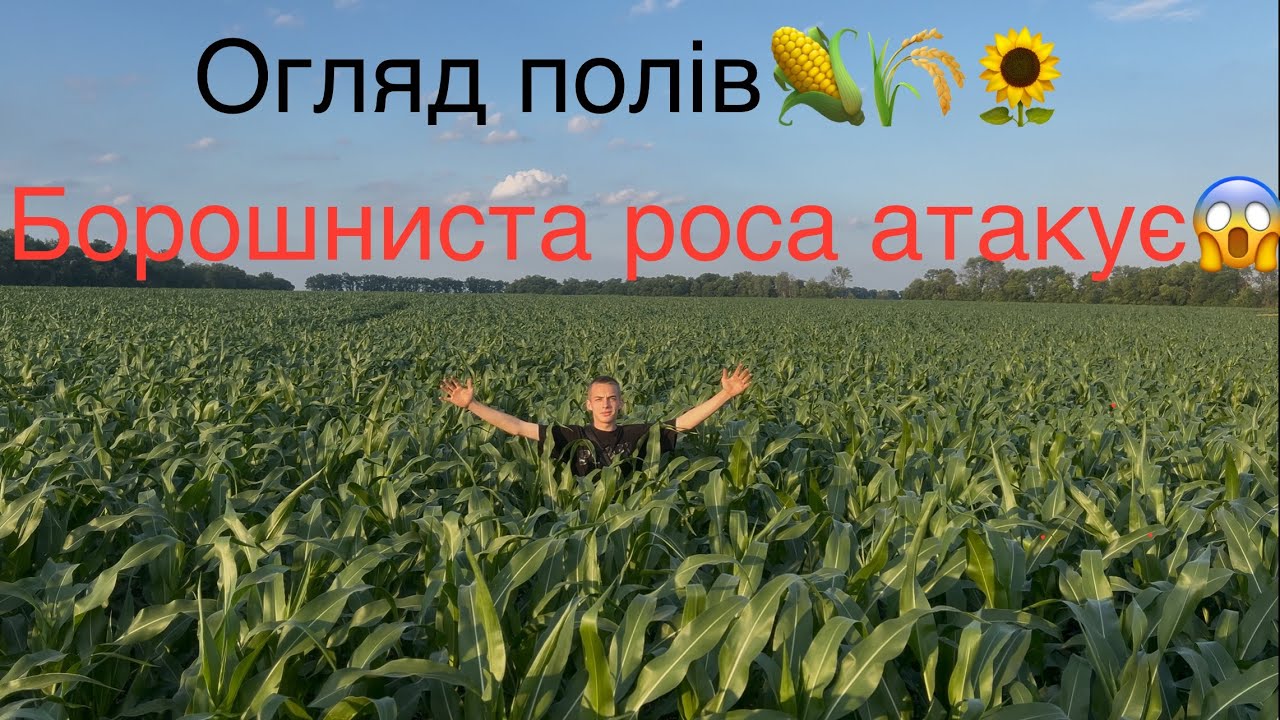 Несправжня Борошниста роса знищує посіви соняшнику😱‼️ Огляд деяких полів соняшника та кукурудзи.