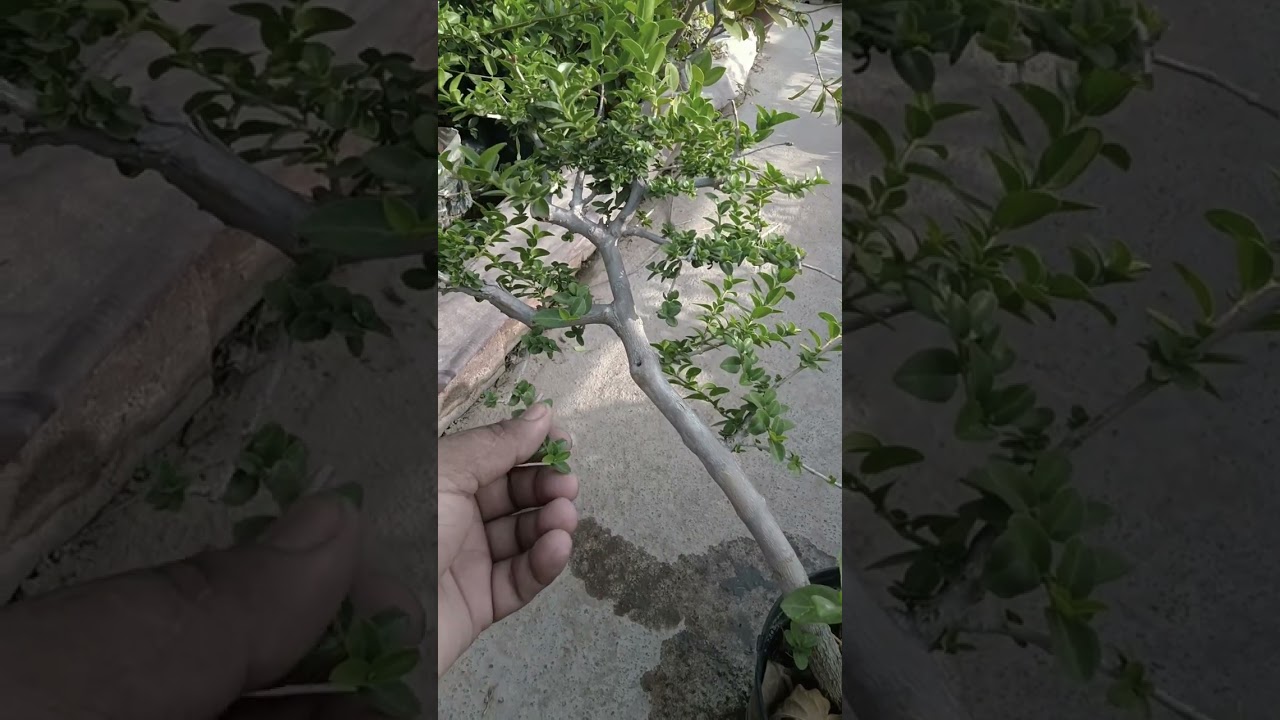 care of Premna microphilia प्रेमना माइक्रोफिलिया की देखभाल