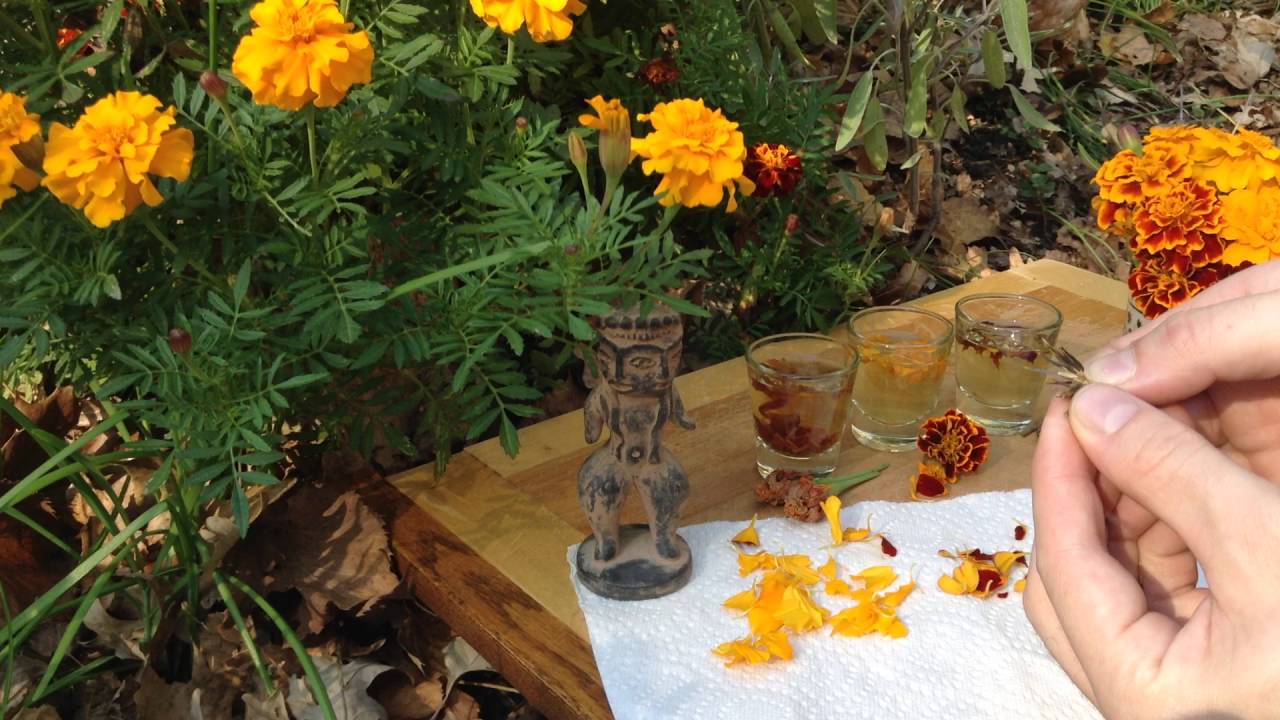 Marigolds are Colorful Edible Flowers