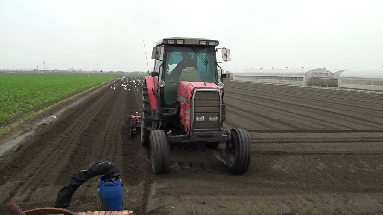MF 8120 VS Kubota GM-90 PK高麗菜畦 Taiwan