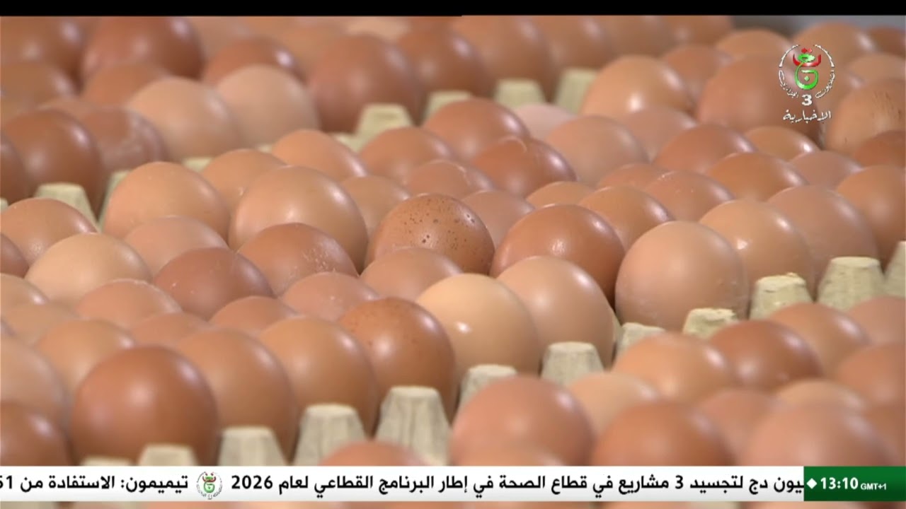 عين الدفلى - شعبة الدواجن | مركب إنتاج البيض بالعبادلة .. أنموذج استثماري واعد