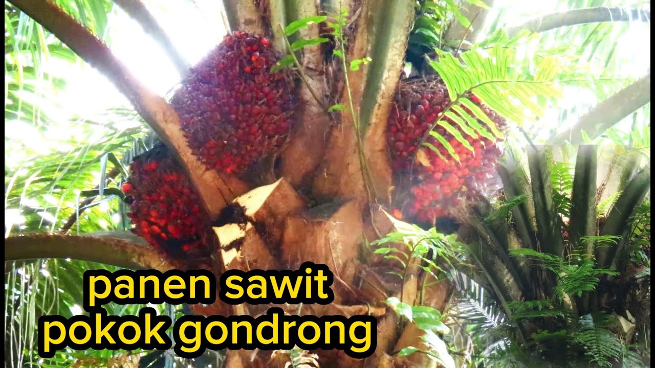 PANEN SAWIT POKOK GONDRONG