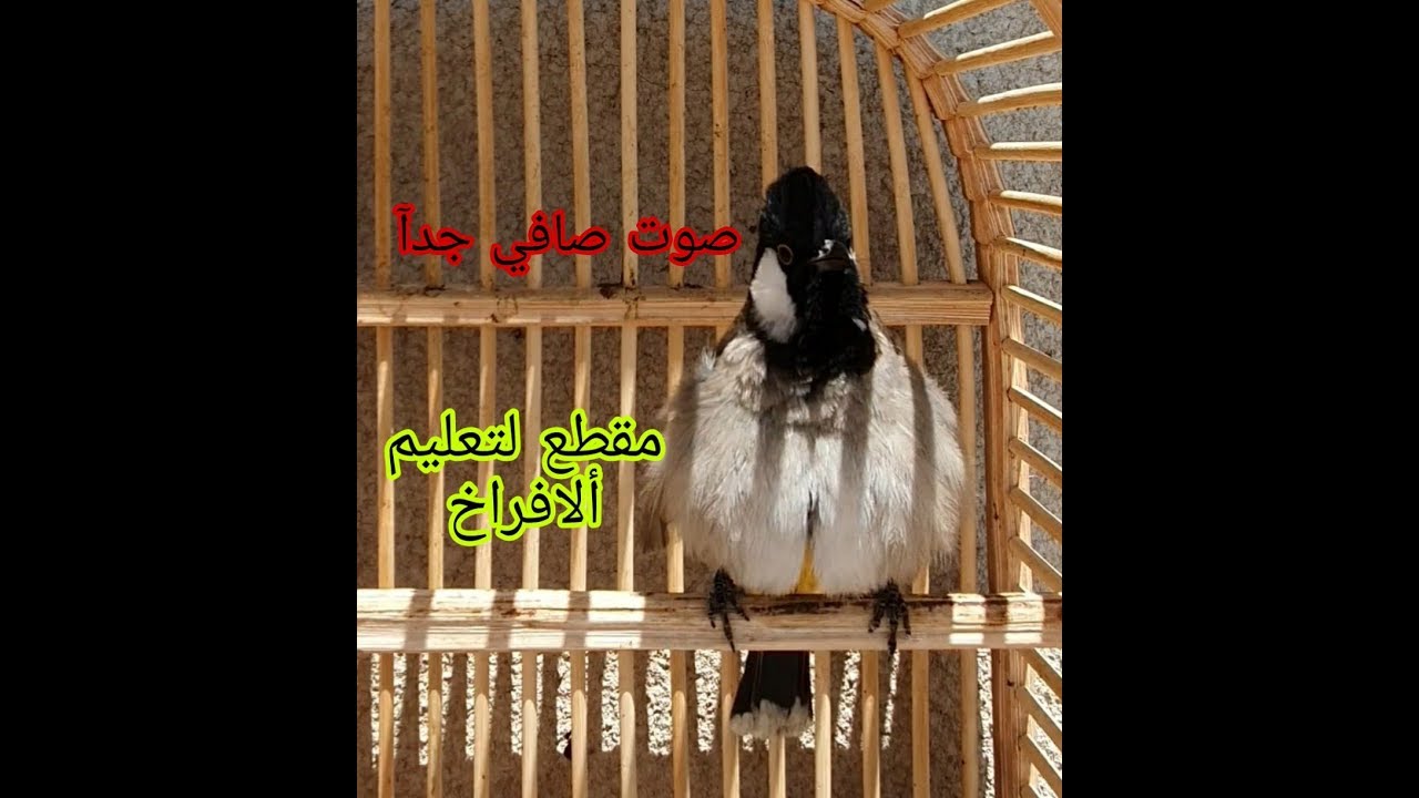 بلبل طور علوازي الملقب موسوليني جاهز للتخريج صار
