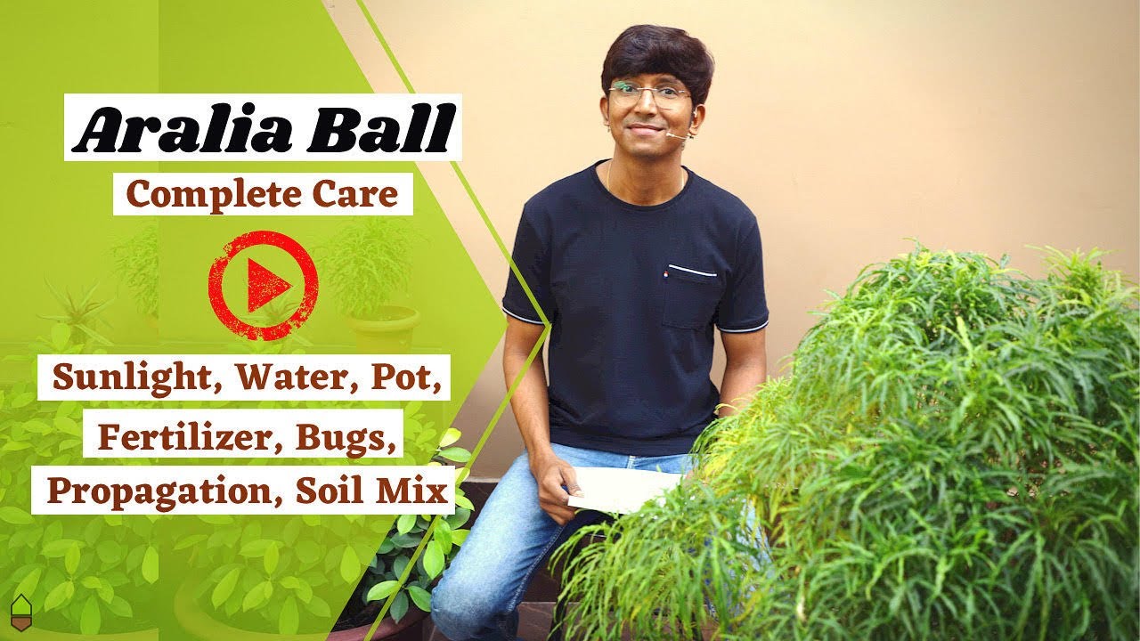 Aralia Ball Complete Plant Care || Golden Aralia || Sunlight, Water, Pot etcetera.