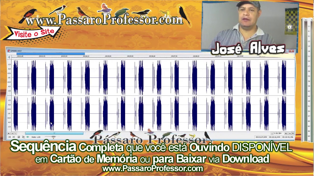 canto regional do curi&oacute; avinhado do Amap&aacute; sequ&ecirc;ncia de 30 minutos de canto 15 minutos de sil&ecirc;ncio
