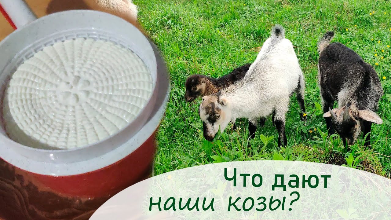 Первые сыры из молока от наших коз./Переезд в Краснодарский край.