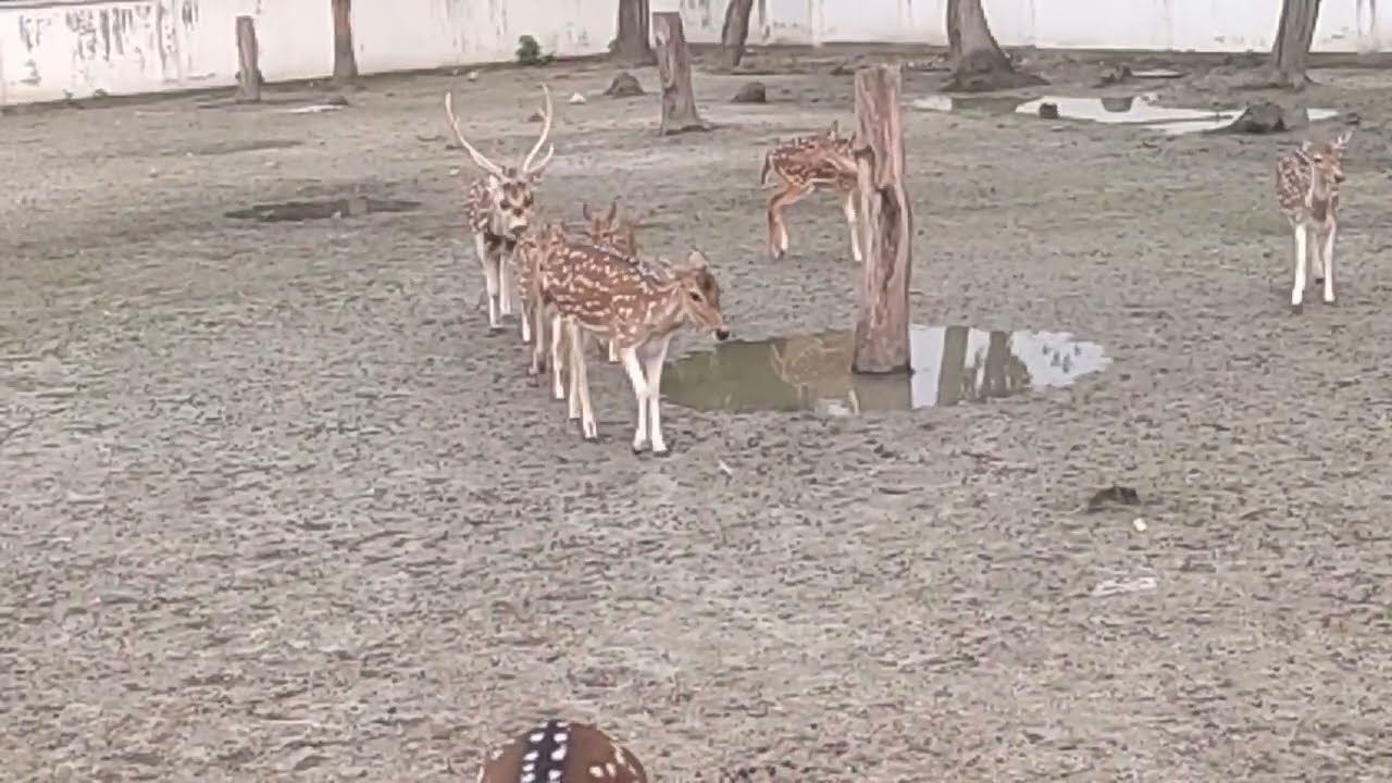 হরিণ পালন 🦌🦌🦌🦌🦌