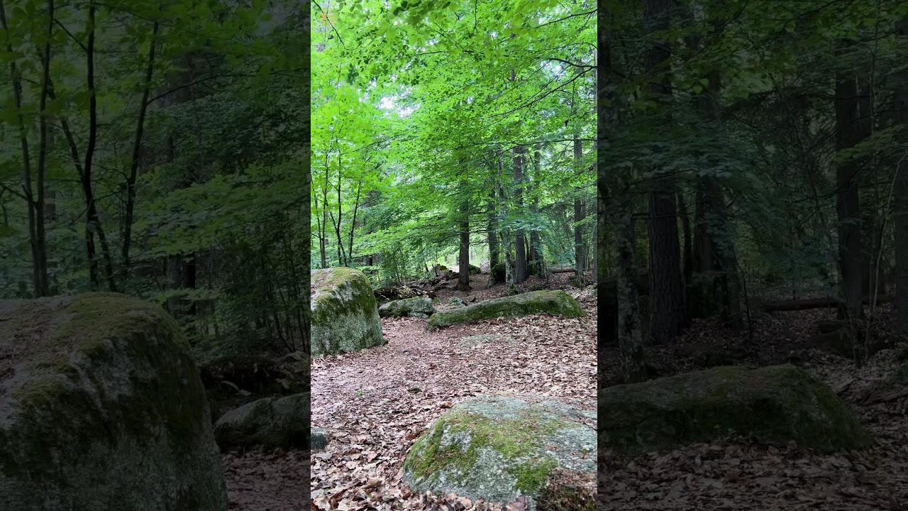 Harmony of the Quiet Forest 🌳 #forest #nature #birdsong #birds #rivenmoss #relax #relaxing