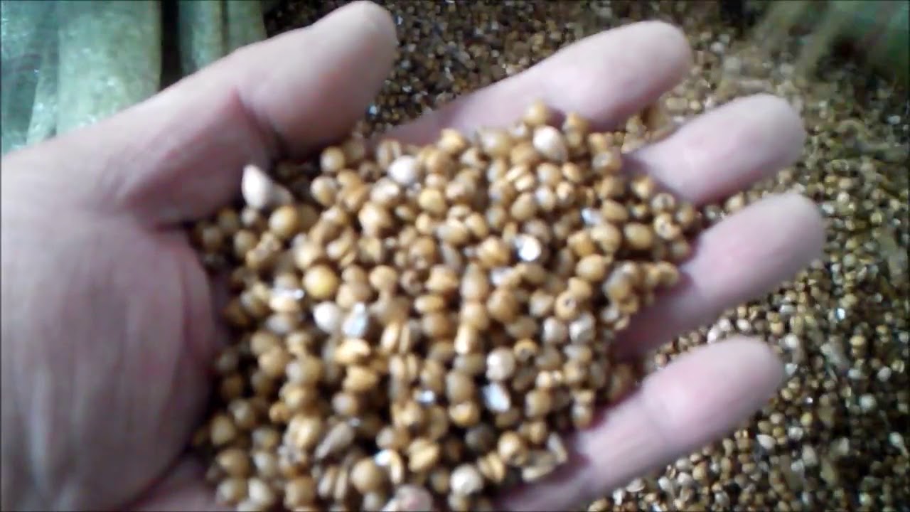 Coix Seed Processing Line