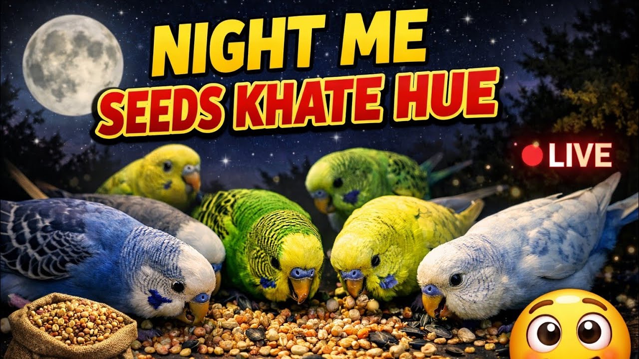 Bajriparrot night seeds masti funn ❤️