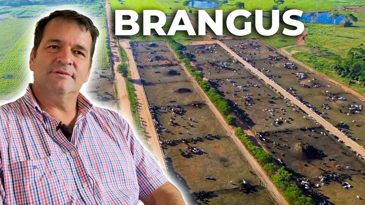 11,000 CATTLE AND 1.9 KG DAILY WEIGHT GAIN AT LA FORTUNA FARM, PARAGUAY 🇵🇾