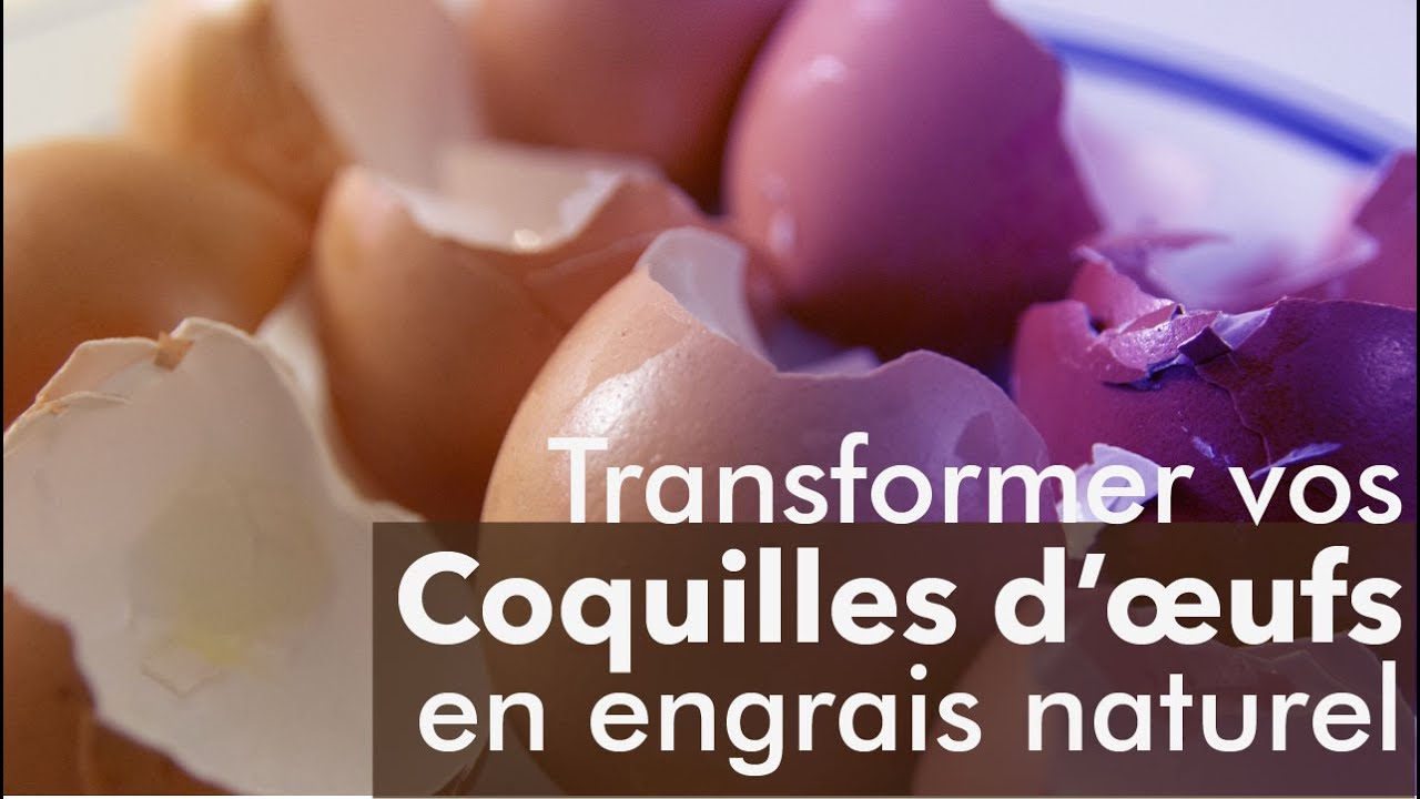 Engrais naturel-Recyclage des coquilles d'oeufs-ep017-Le potager de poche