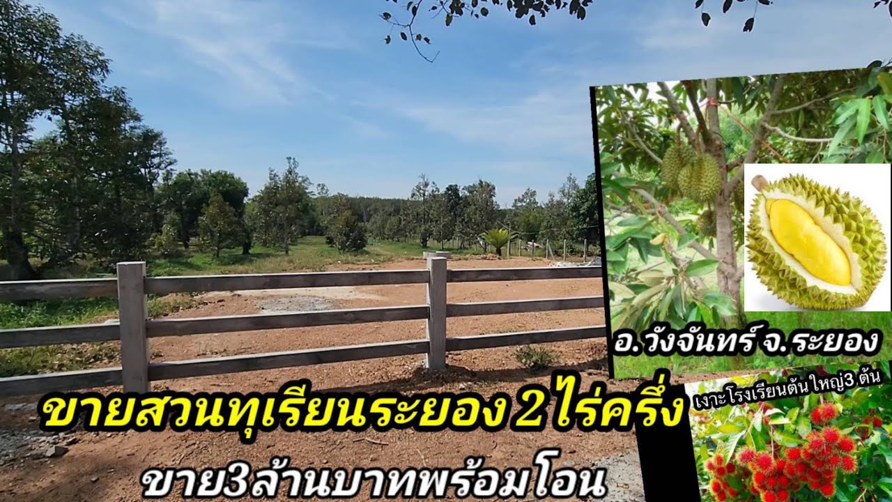 Ep.161 ขายสวนทุเรียนระยอง โฉนด2ไร่ครึ่ง ขายยกแปลง 3ล้านบาท อ.วังจันทร์ จ.ระยอง 0656654979เก๋