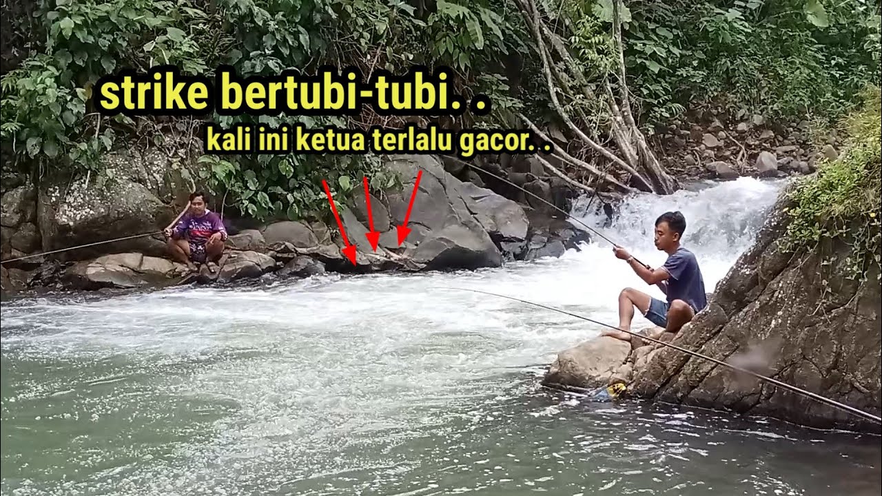 Mancing di sungai spot pegunungan strike bertubi-tubi ‼️ gacor ketua. .