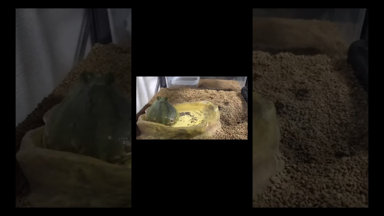 frog Time-lapse 🐸