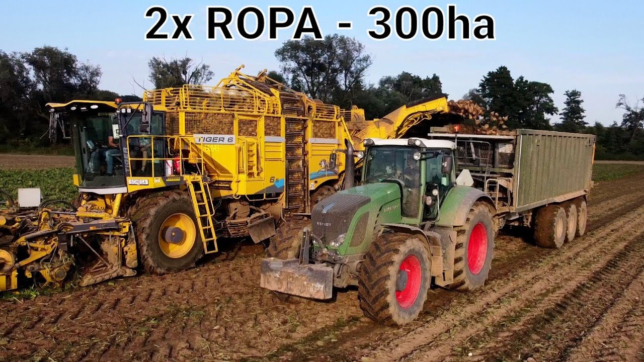 Buraki cukrowe 2021 | Zalesie Śląskie | ROPA TIGER 6S & 5 | Fendt 930Vario | 300ha