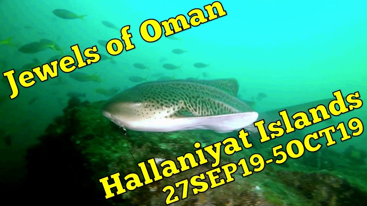 Jewels of Oman – Diving Hallaniyat Islands SEP 2019