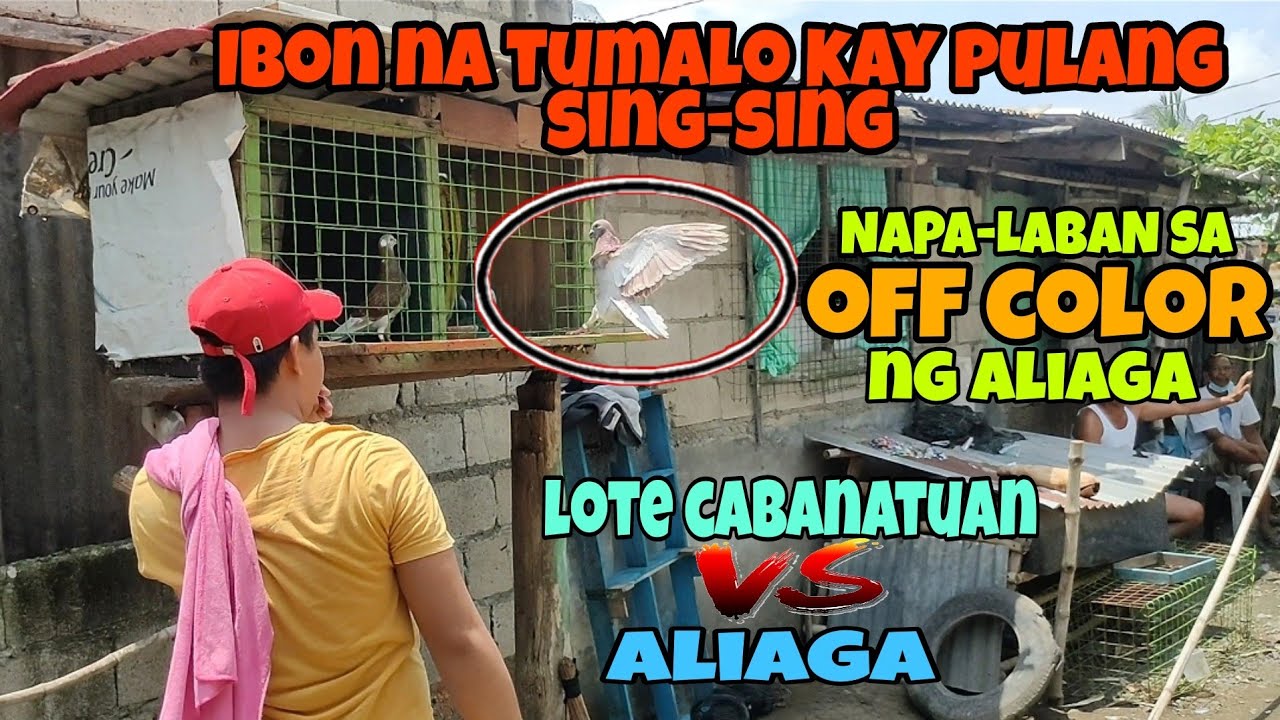 LOTE CABANATUN VS ALIAGA | TUMALO KAY PULANG SING-SING, SA OFF COLOR NAPALABAN! | KARERA NG KALAPATI