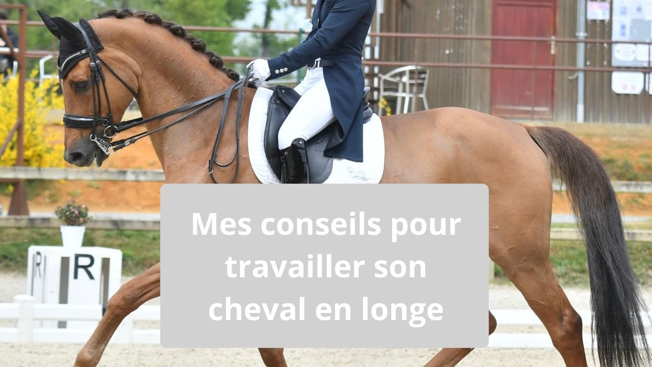 Mes conseils pour travailler son cheval en longe