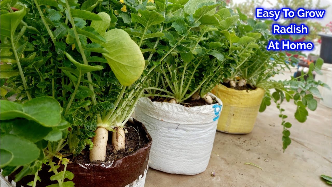 How to Grow Radish at Home in waste Sack / Gardening Ideas for Home