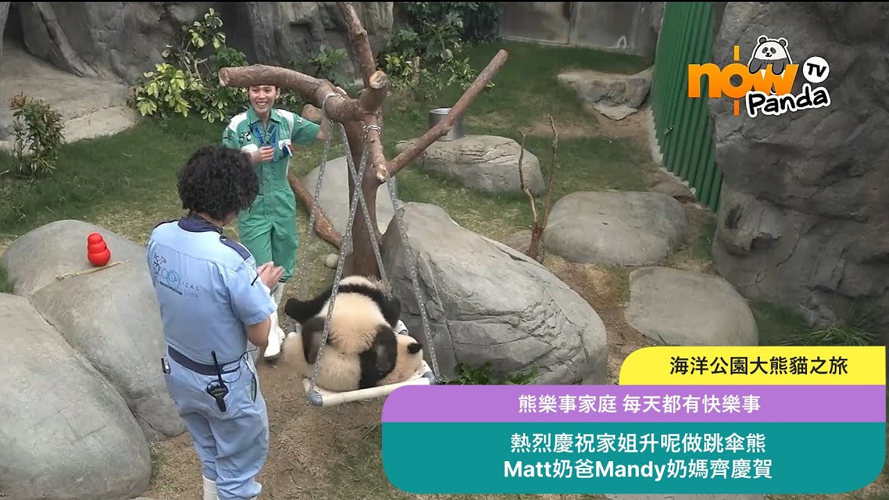 海洋公園大熊貓之旅 熱烈慶祝家姐升呢做跳傘熊 Matt奶爸Mandy奶媽齊慶賀