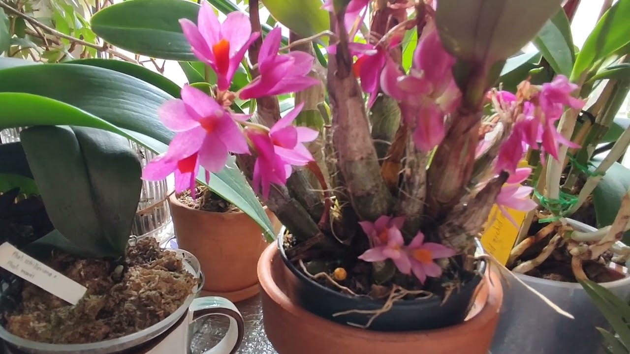 Dendrobium Hibiki