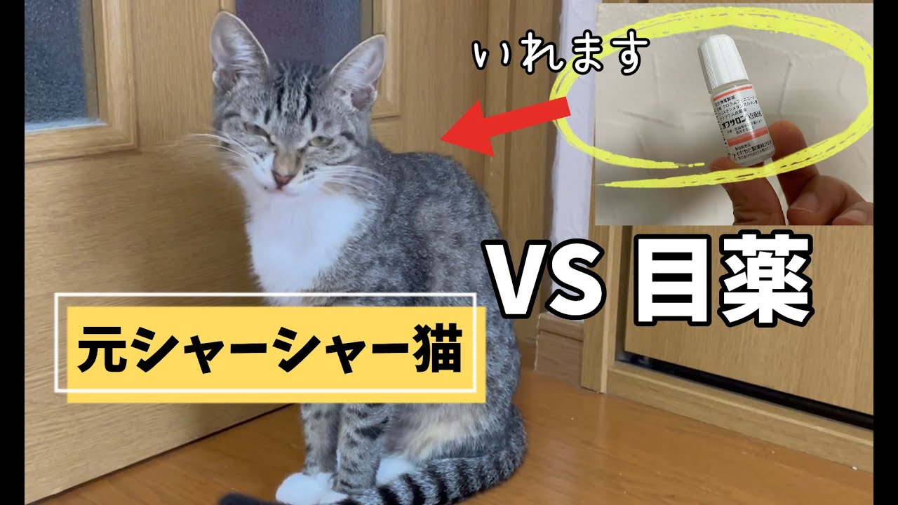 【猫に目薬】いやがる猫必見！おさえつけなくても出来るんです