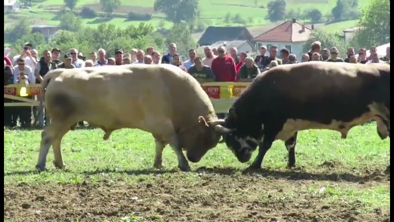 BIJELI MARKO & LULI GODU&Scaron;A 2024 | the best bull fight