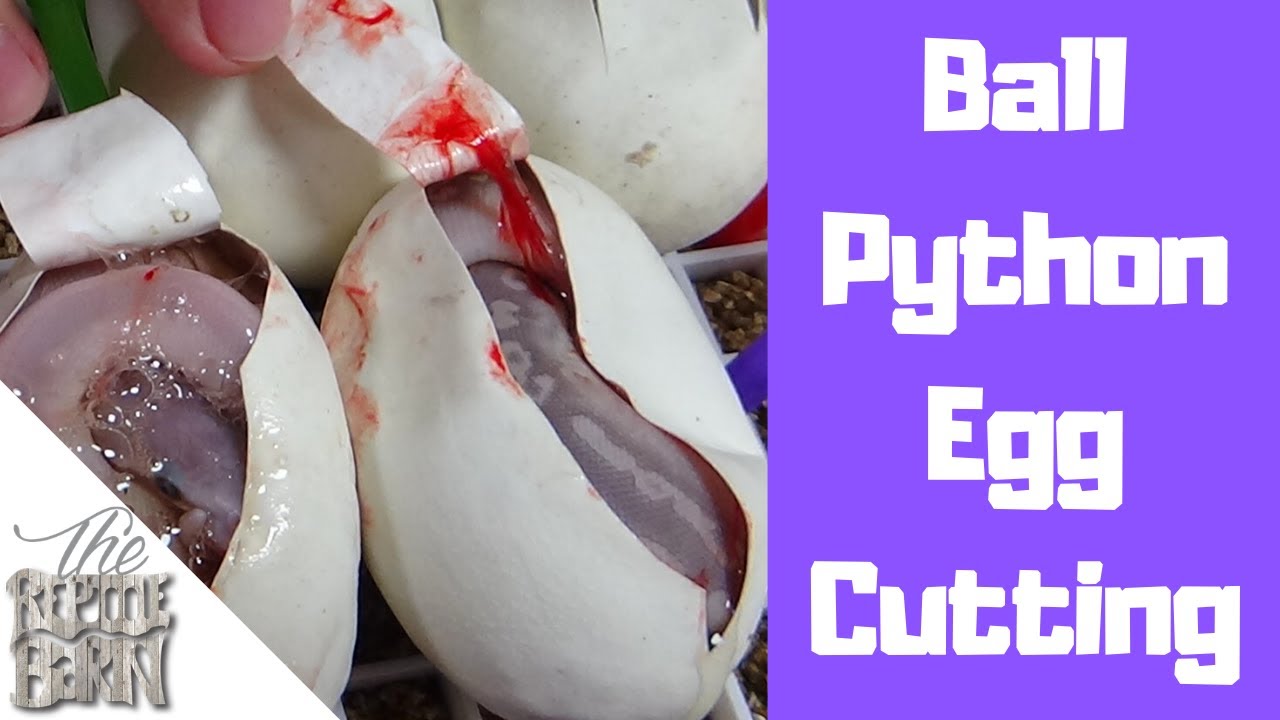 Ball Python Egg Cutting | Mystic Potion to Mystic Potion breeding