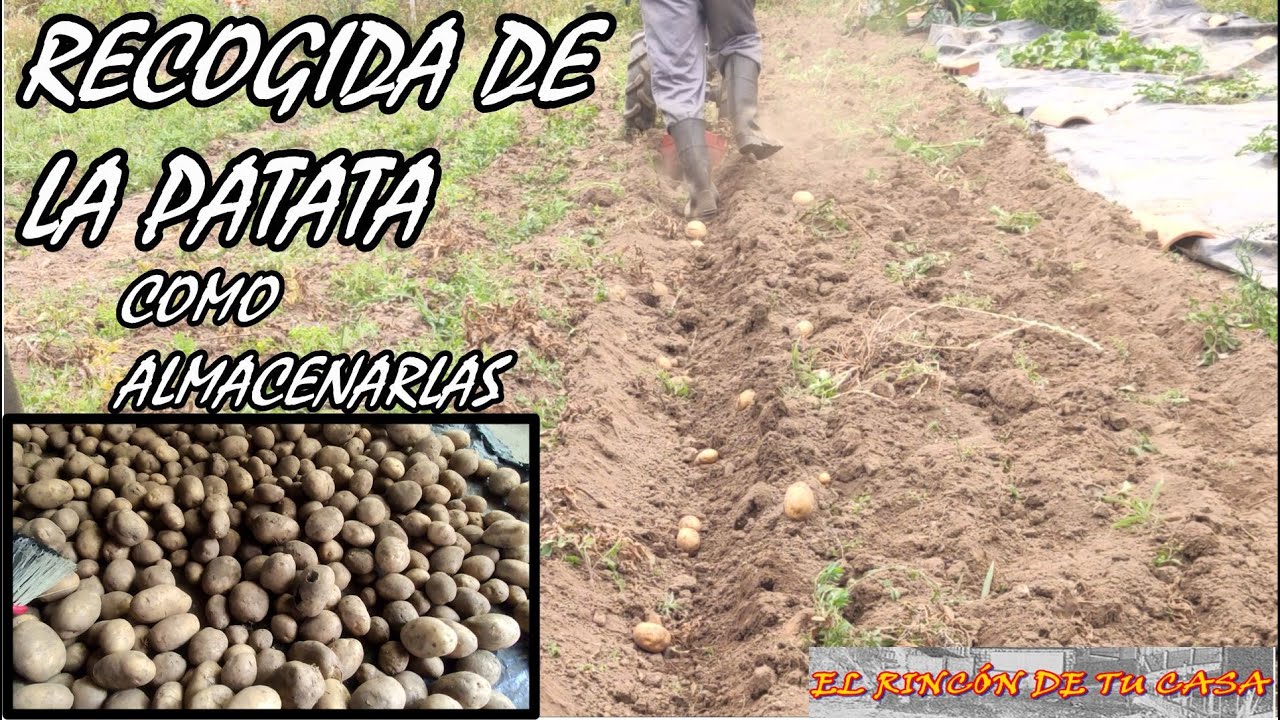 RECOGIDA DE PATATAS y como ALMACENARLAS