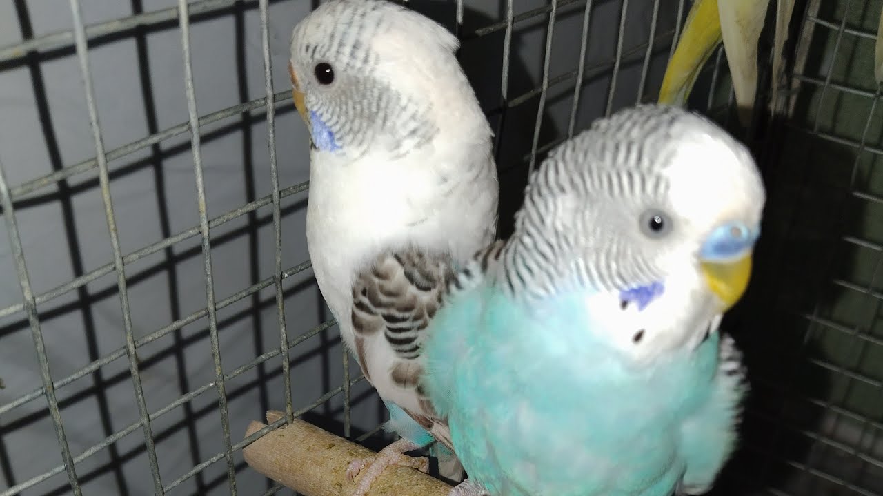 🐦🦜 BUDGIE #LIVE #VIRAL #BIRDS #ACTIVTY🐦🌶️🥚🐤🐣