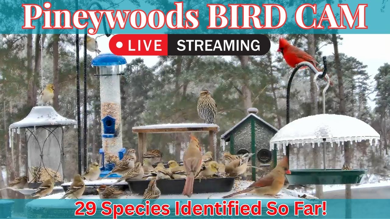 LIVE Bird Feeder Cam | Watch Wild Birds in Real Time! | February 21st, 2026