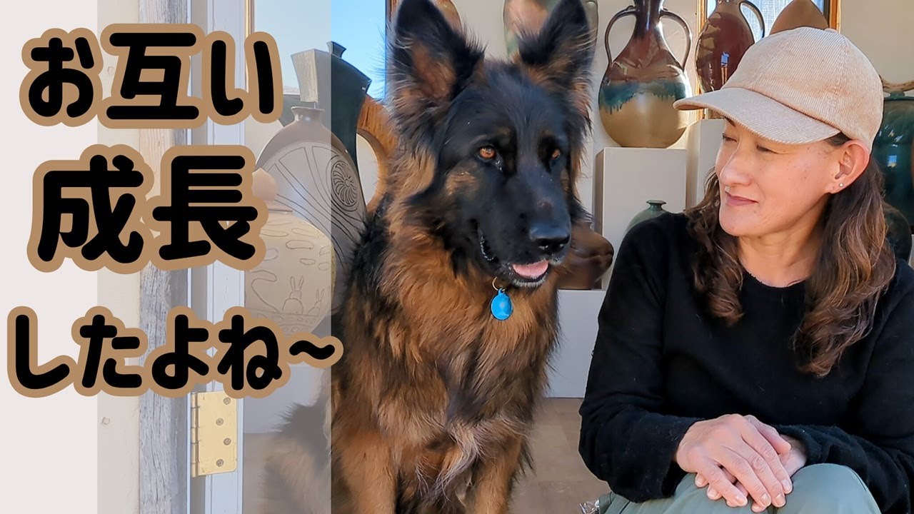 【ジャーマンシェパード】毎日一緒の5年間、本当に良い子になったよ😊