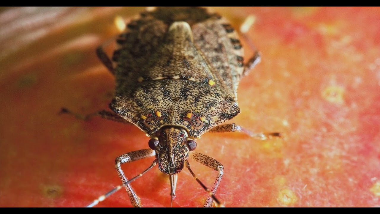 Organic Insect and Disease Management in the Southwest
