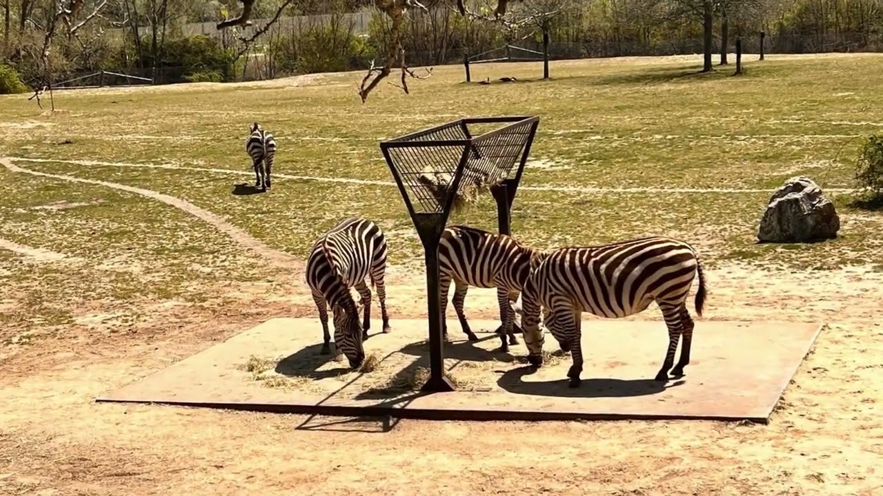 Cape May County Zoo - This Free Zoo in NJ